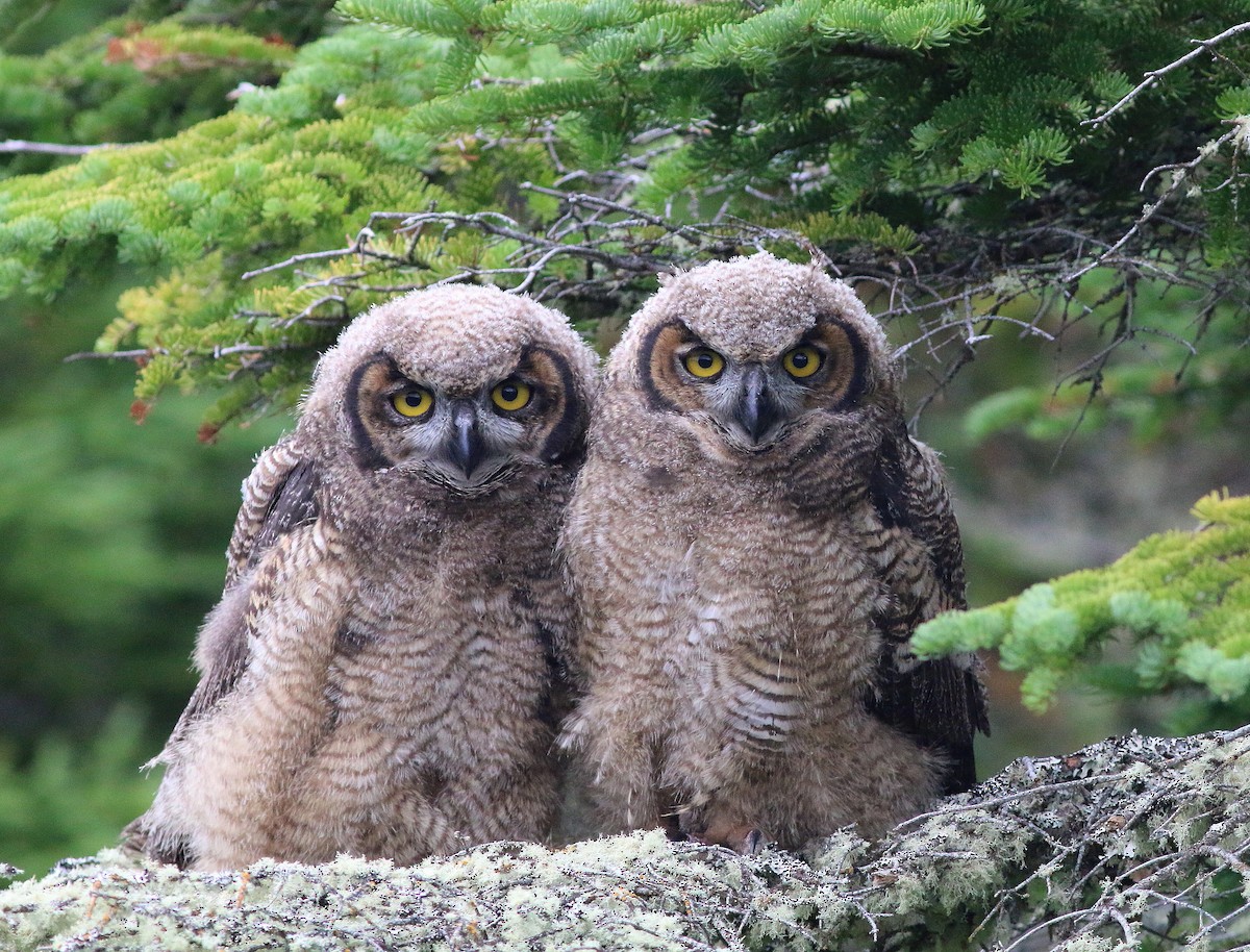 Great Horned Owl - ML647031846