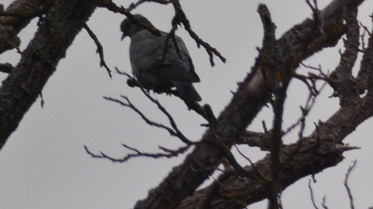 Stock Dove - ML647031859