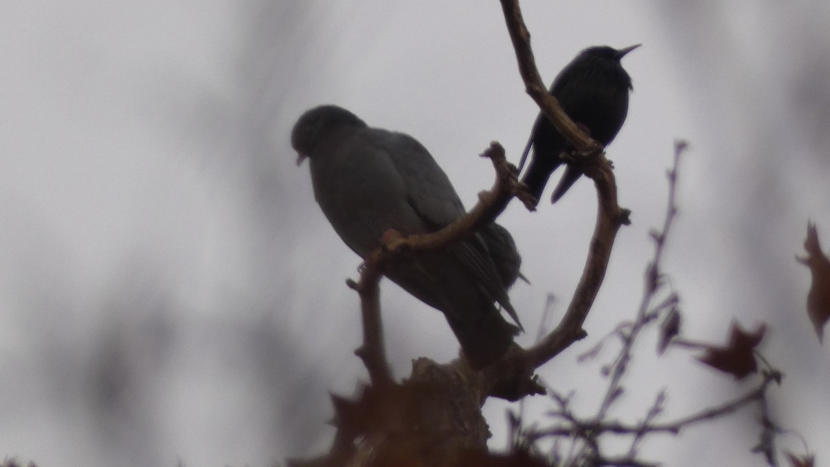 Stock Dove - ML647031860