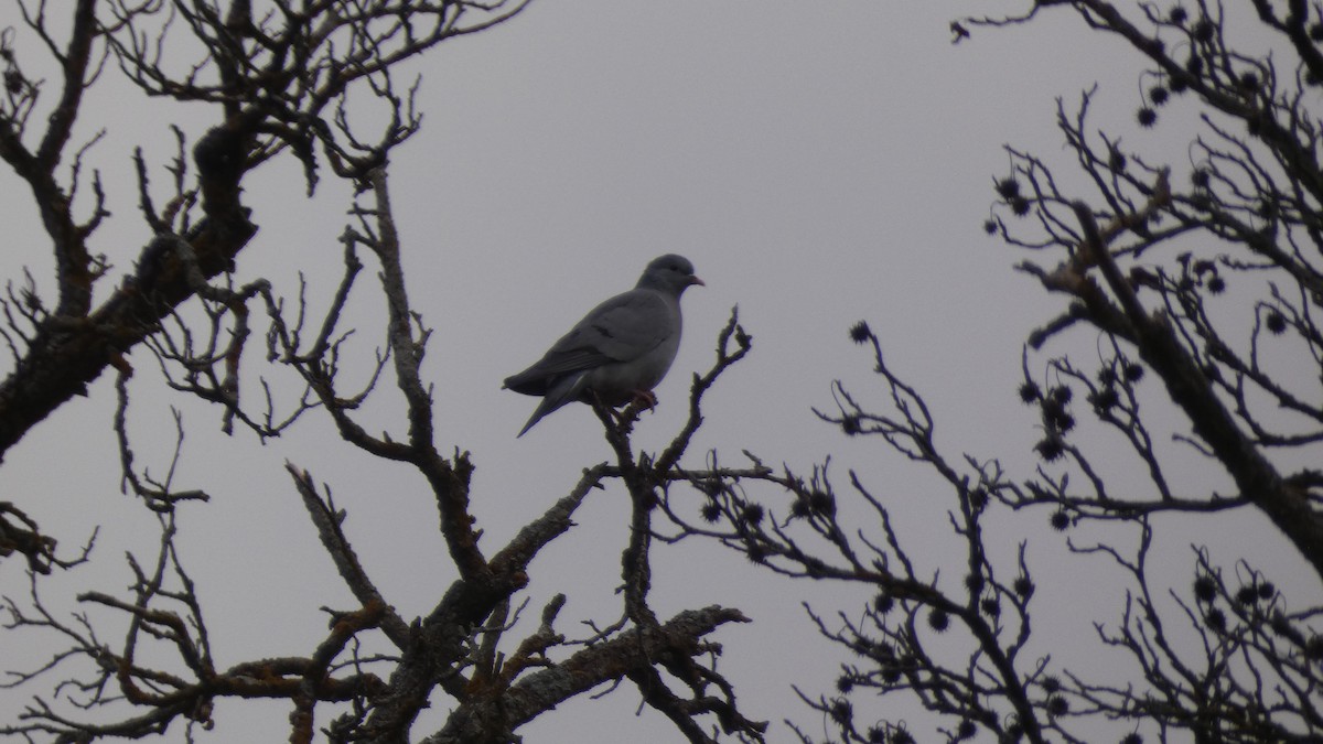 Stock Dove - ML647031861