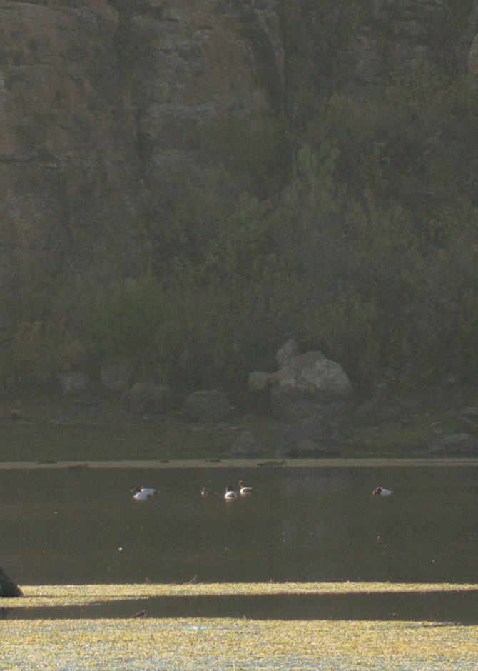 Murgilari bizkarzuria - ML647031866