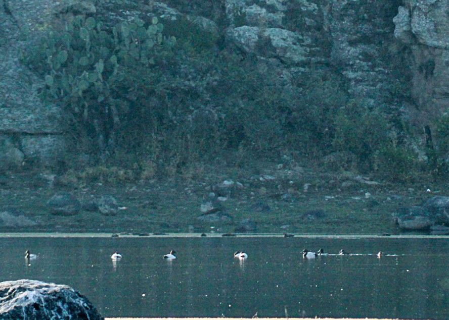 Murgilari bizkarzuria - ML647031867