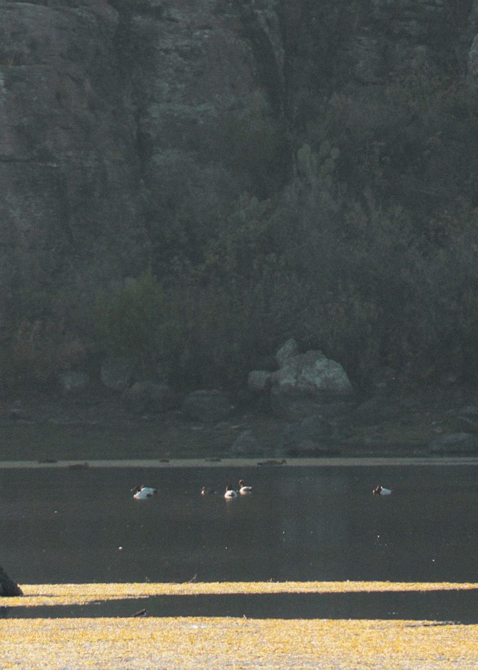 Murgilari bizkarzuria - ML647031868