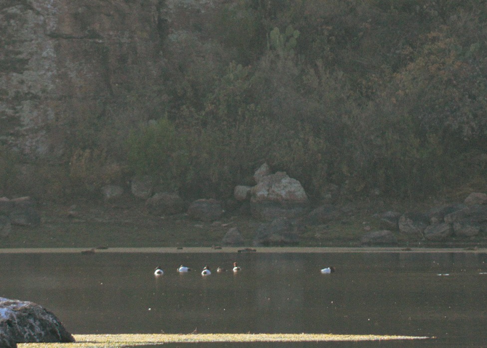 Murgilari bizkarzuria - ML647031869