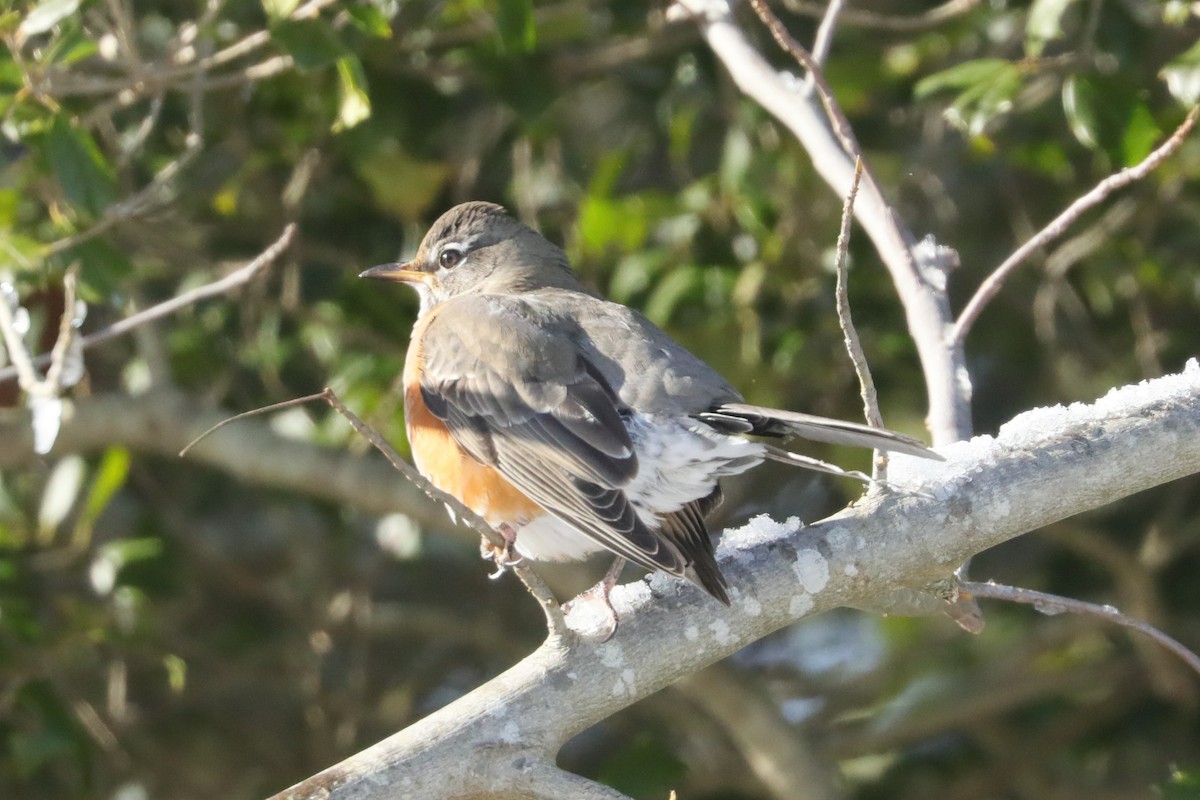 American Robin - ML647031870