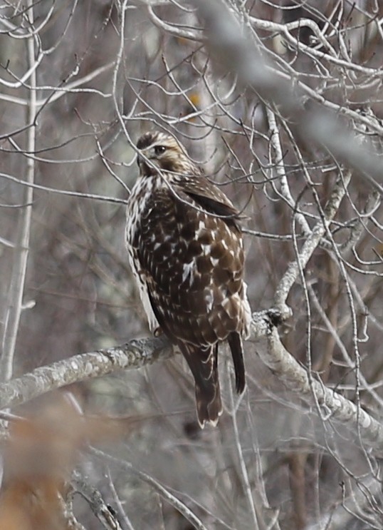 Red-shouldered Hawk - ML647031873