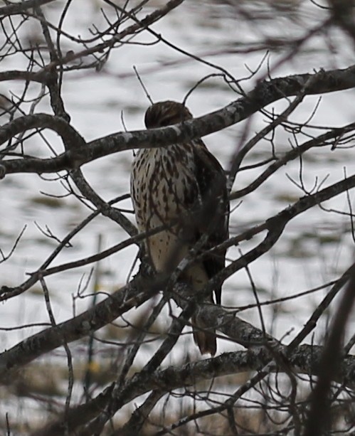 Red-shouldered Hawk - ML647031874