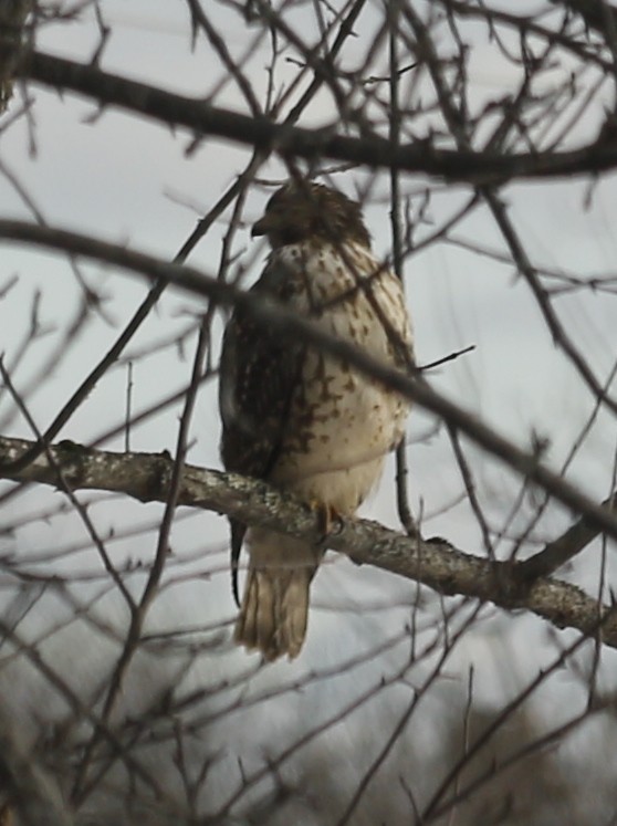 Red-shouldered Hawk - ML647031875