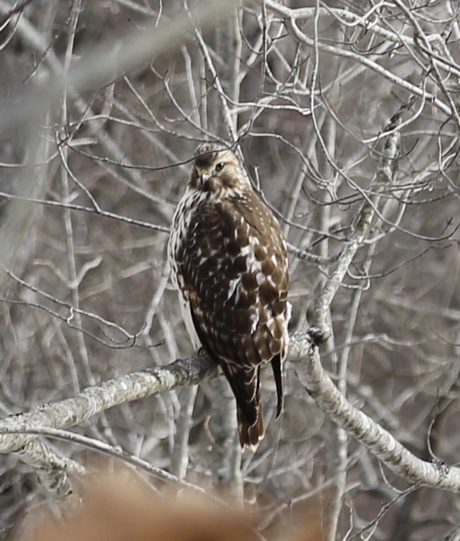 Red-shouldered Hawk - ML647031876