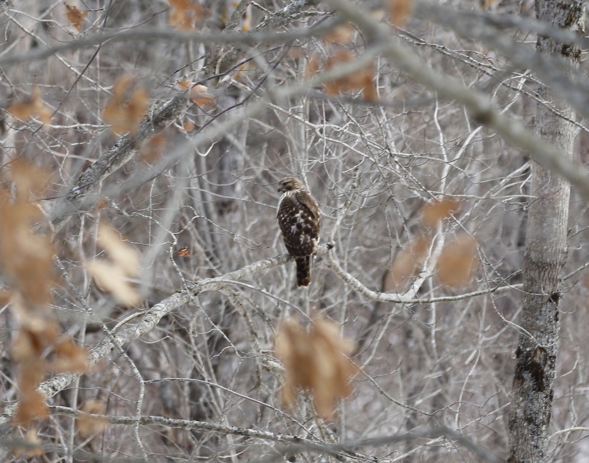 Red-shouldered Hawk - ML647031878