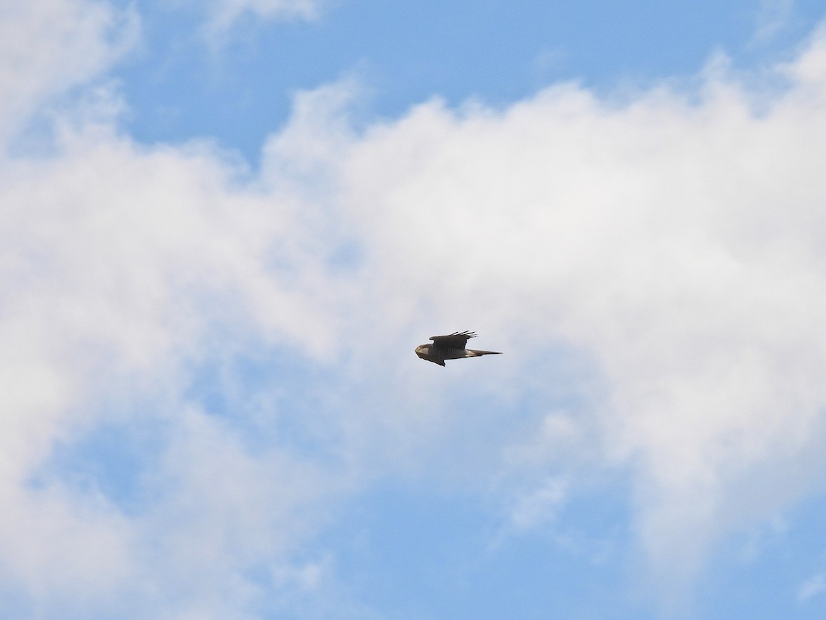 Eurasian Goshawk - ML647031884