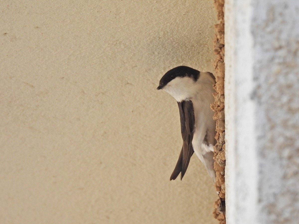Western House-Martin - ML647031885
