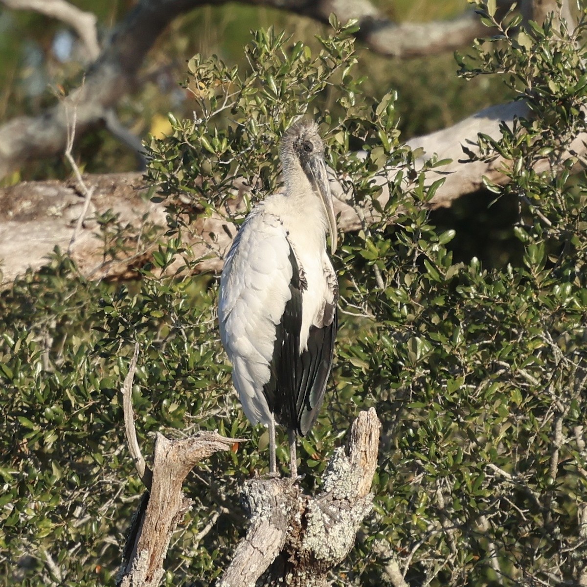 Wood Stork - ML647031896