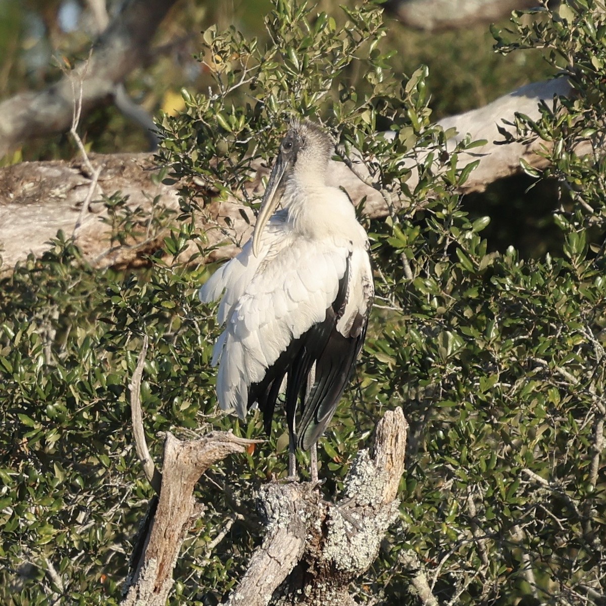 Wood Stork - ML647031897