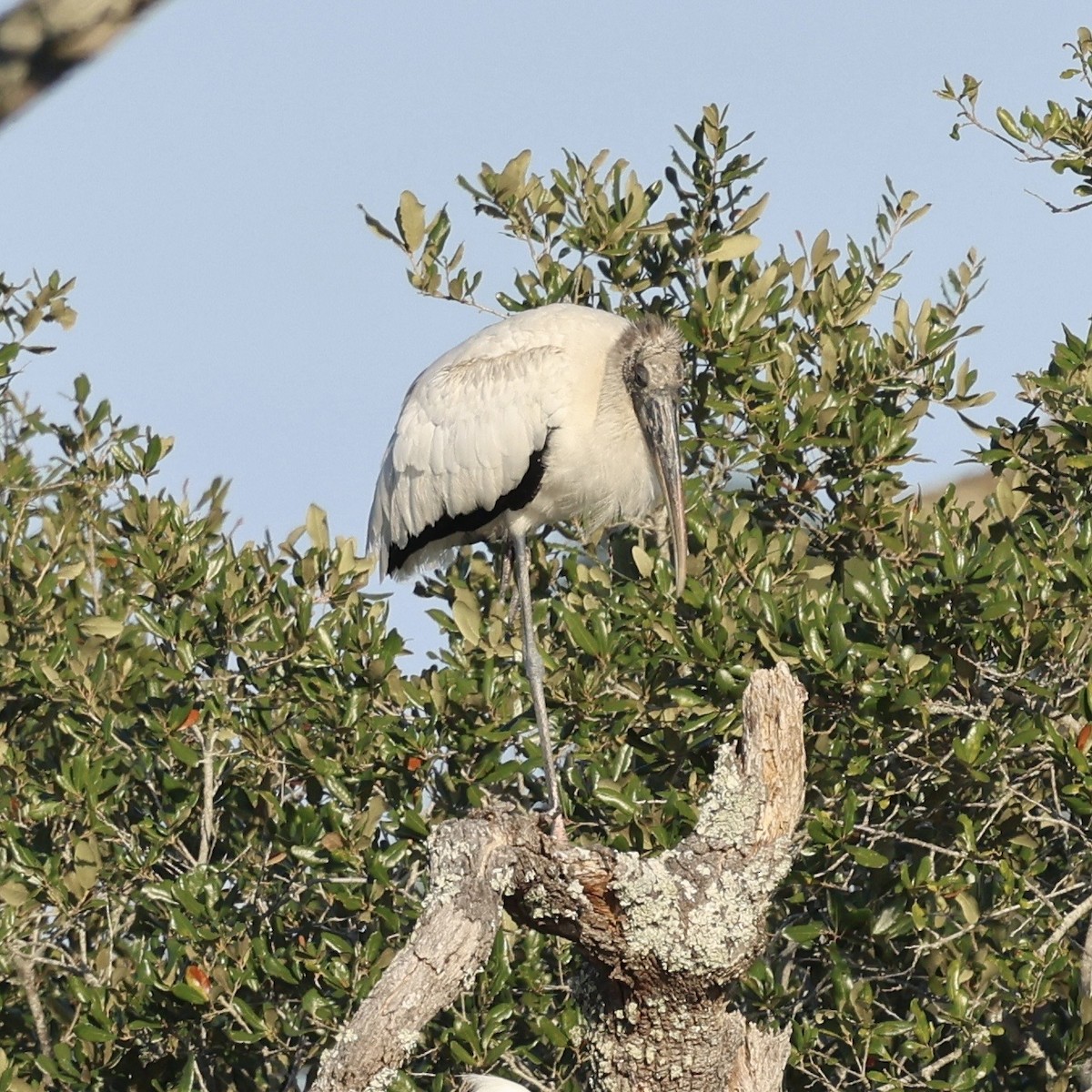 Wood Stork - ML647031898