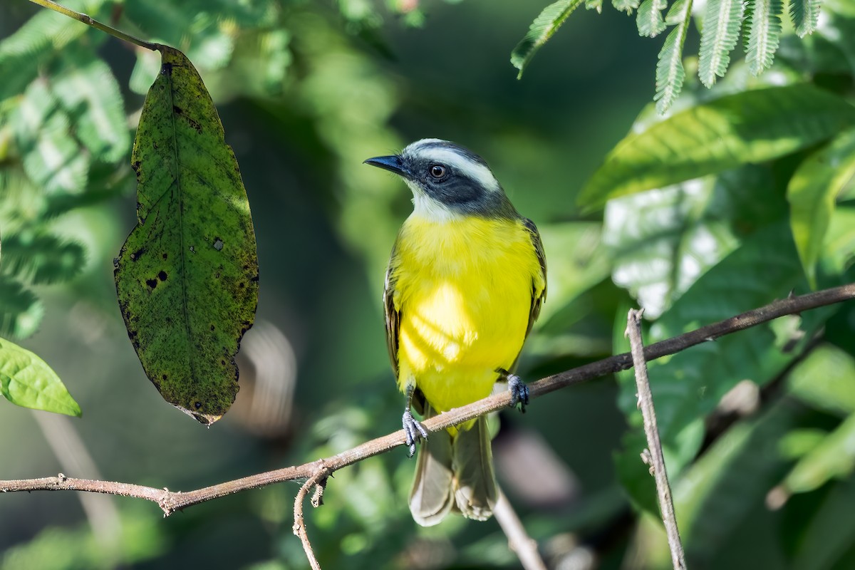 Social Flycatcher - ML647031901