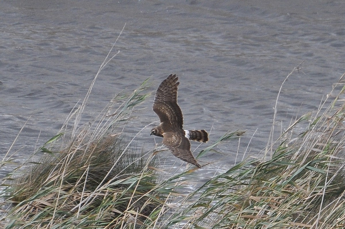 זרון תכול - ML647031905