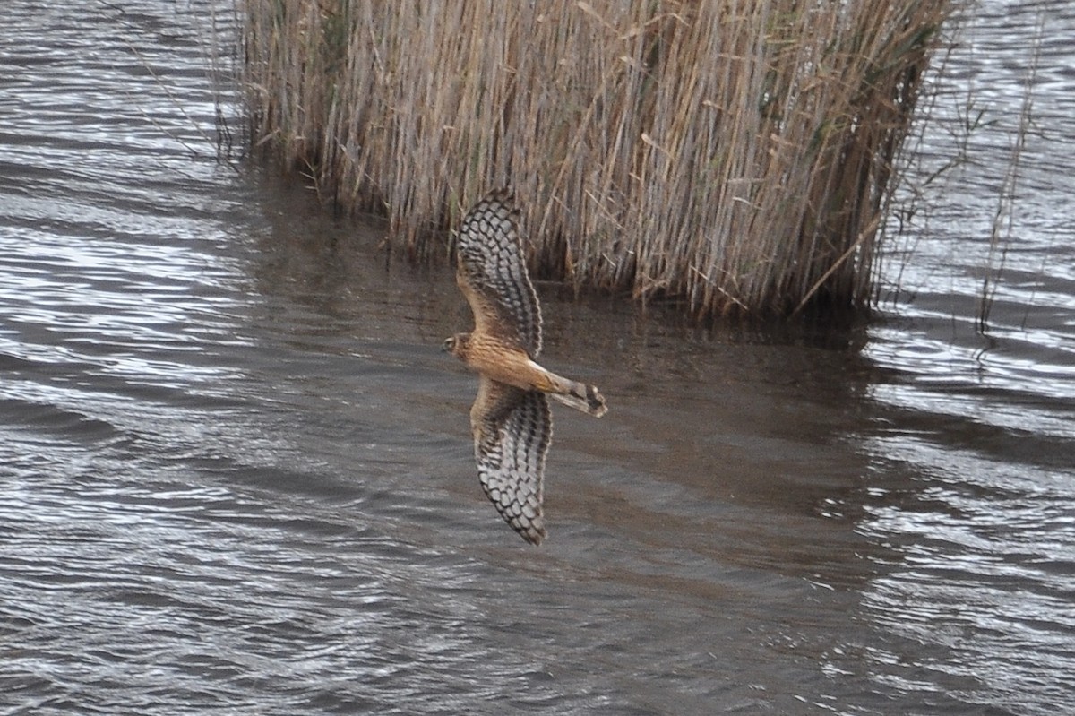 זרון תכול - ML647031906
