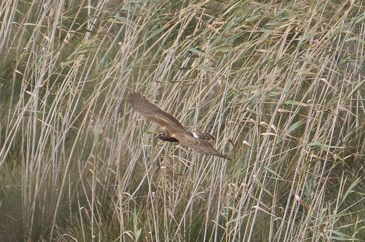 זרון תכול - ML647031907