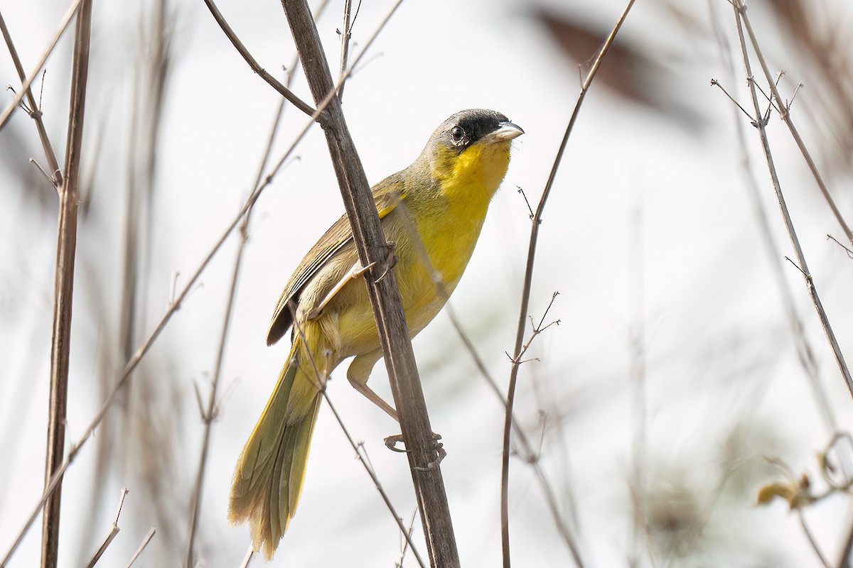 Gray-crowned Yellowthroat - ML647031913