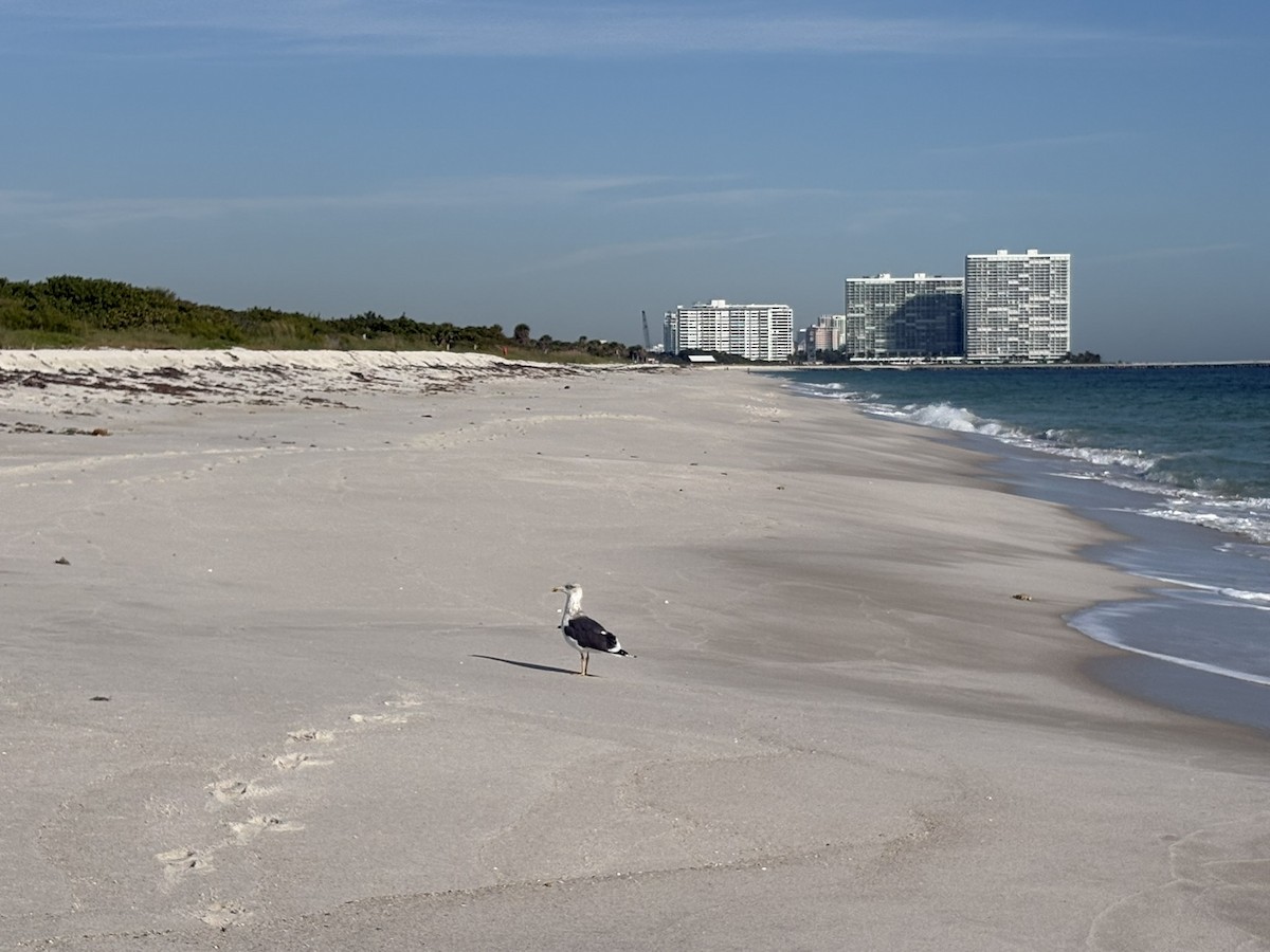 Lesser Black-backed Gull - ML647031918