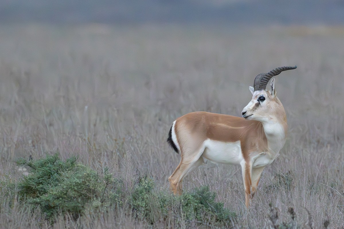 Goitered Gazelle - ML647031920