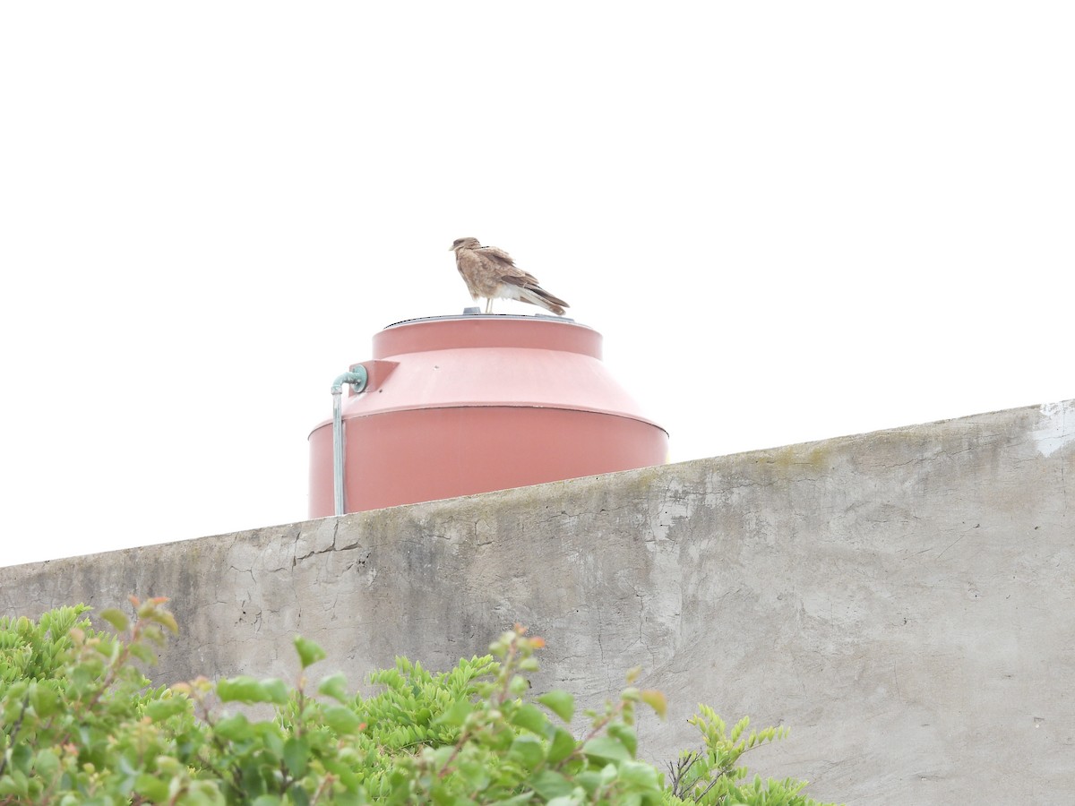 Химанго - ML647031927