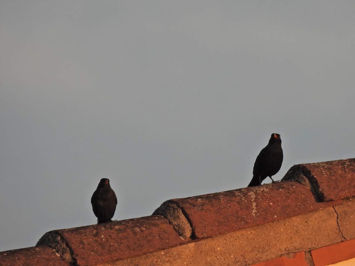 Eurasian Blackbird - ML647031934