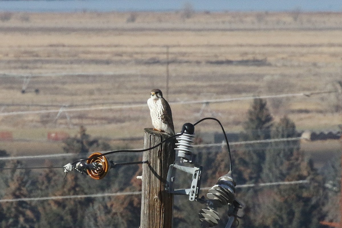 Faucon des prairies - ML647031944