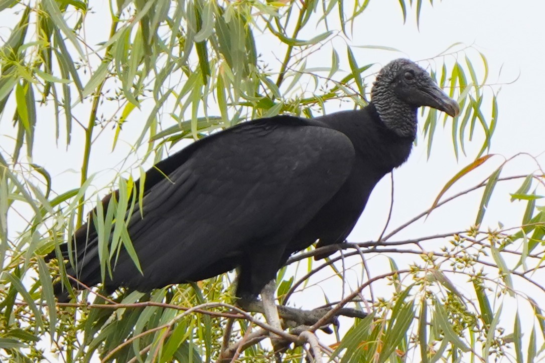 Black Vulture - ML647031945