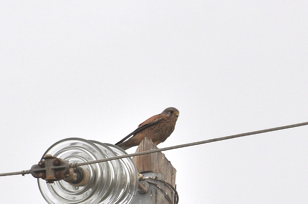 Eurasian Kestrel - ML647031947