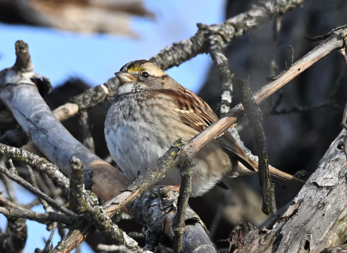 גיבתונית לבנת-גרון - ML647031948