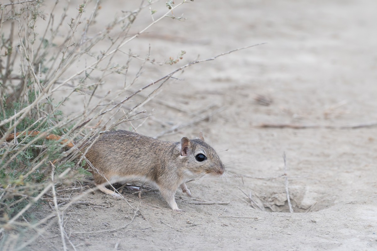 Libyan Jird - ML647031949