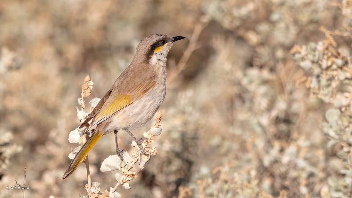 Singing Honeyeater - ML647031952