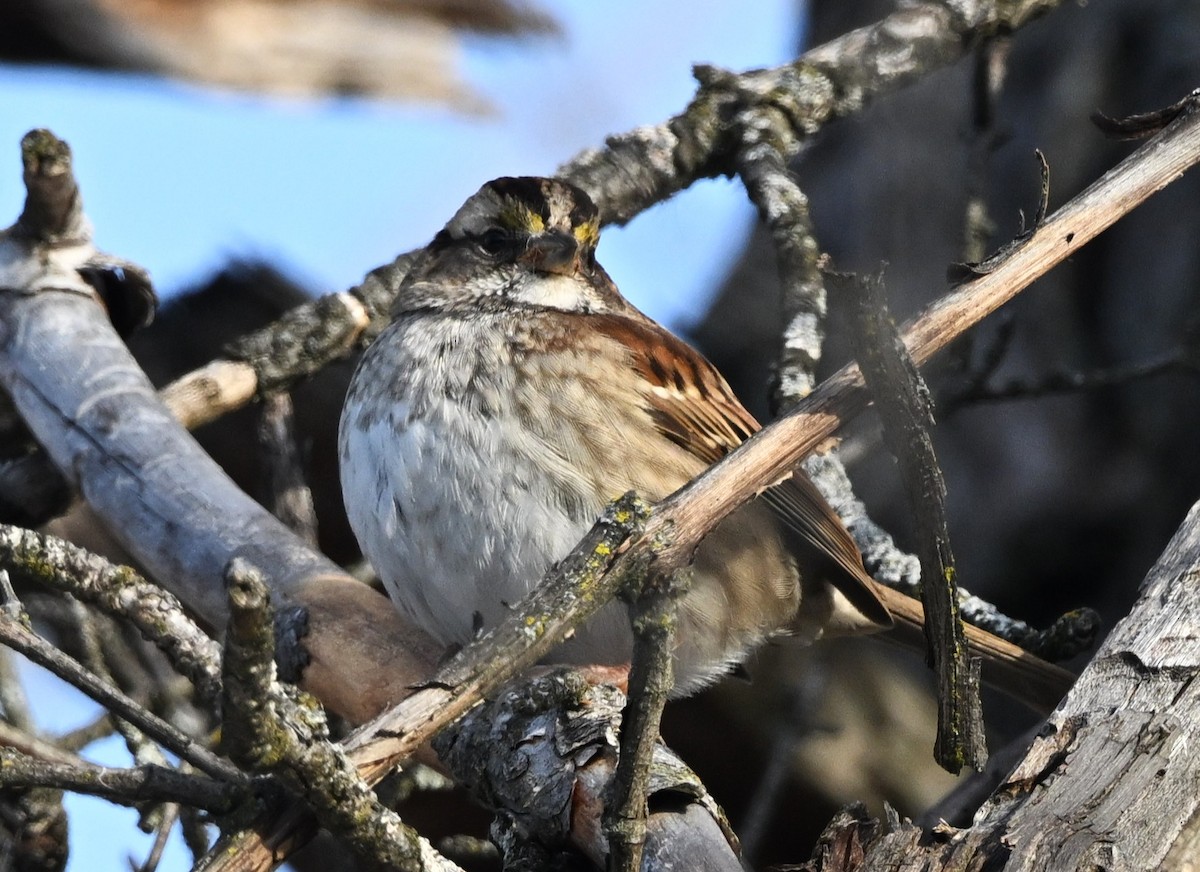 גיבתונית לבנת-גרון - ML647031954