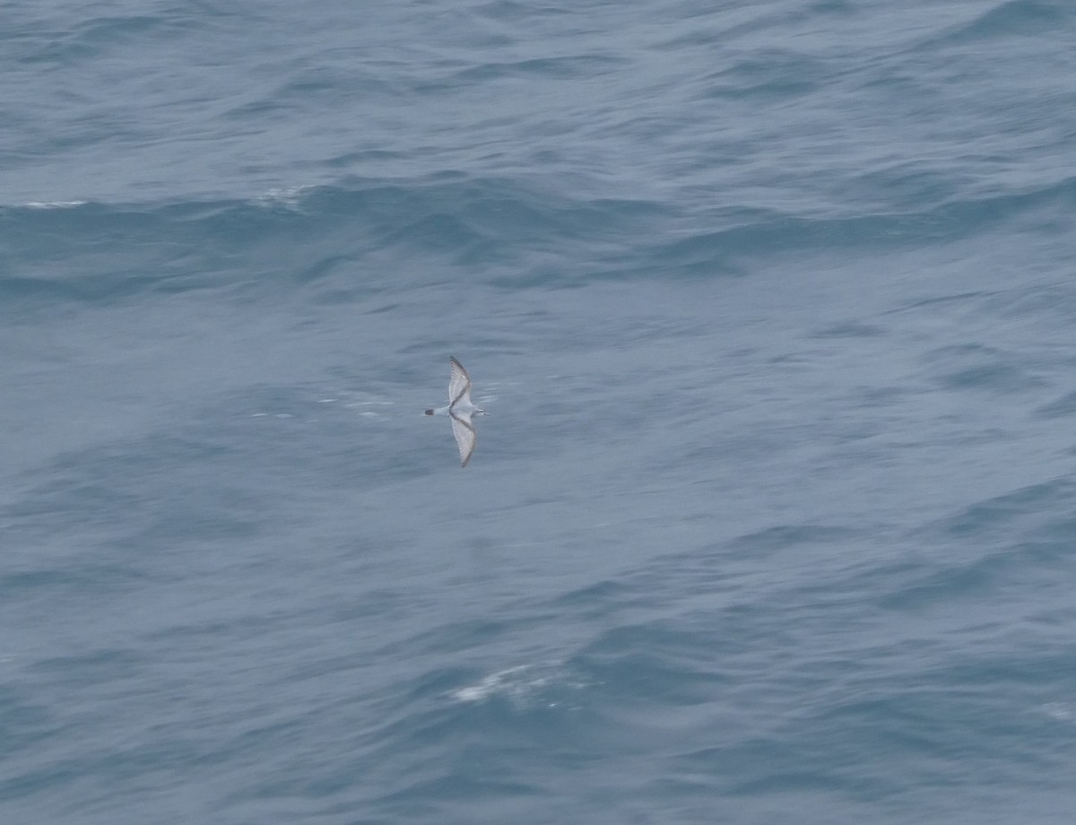 Fairy Prion - ML647031957