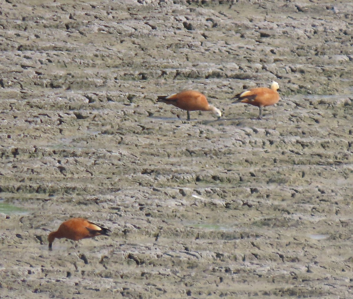 Хондон ангир - ML647031962