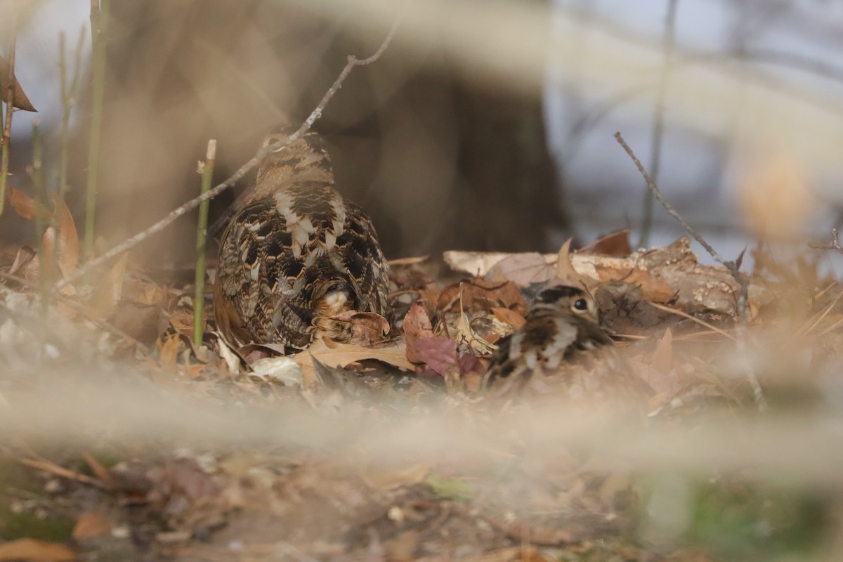 American Woodcock - ML647031963