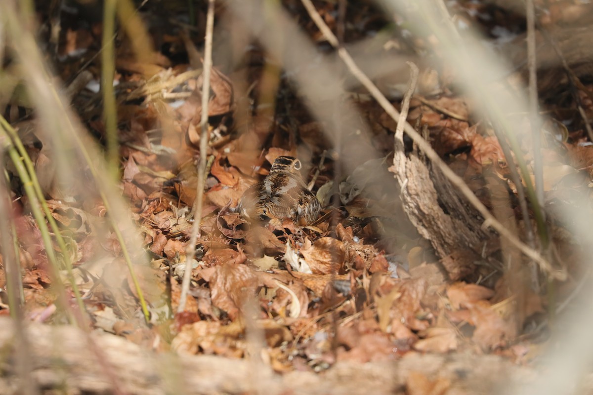 アメリカヤマシギ - ML647031965