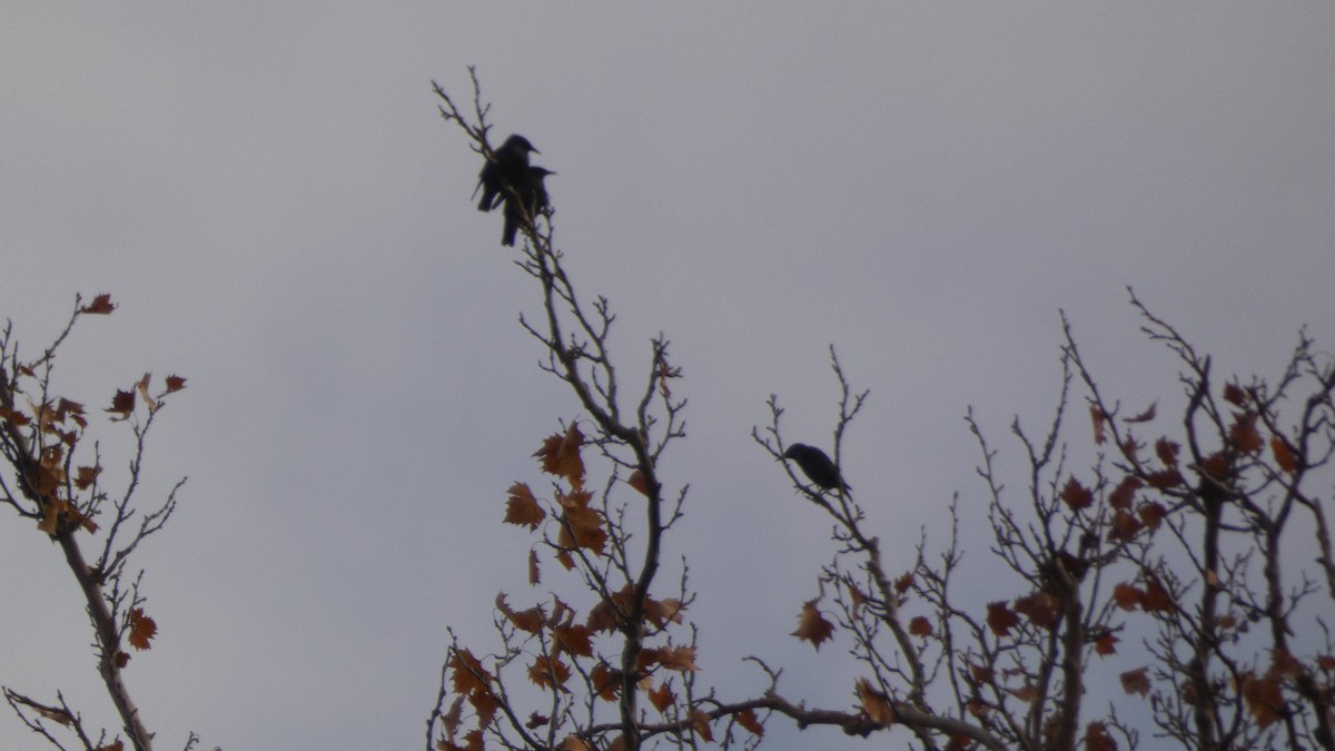 Étourneau unicolore - ML647031966