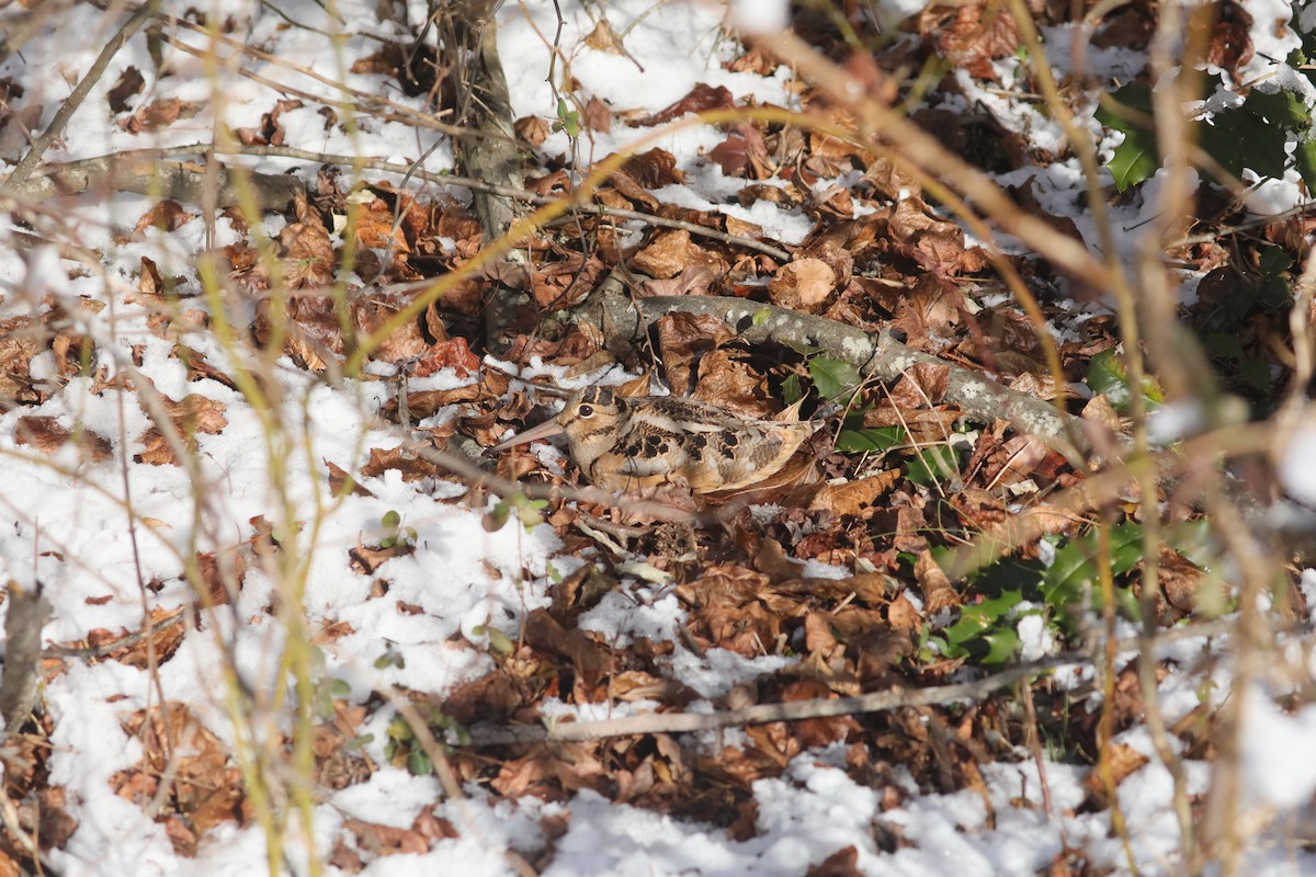 American Woodcock - ML647031967