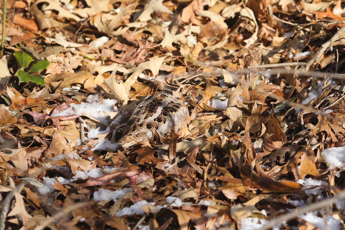 American Woodcock - ML647031968