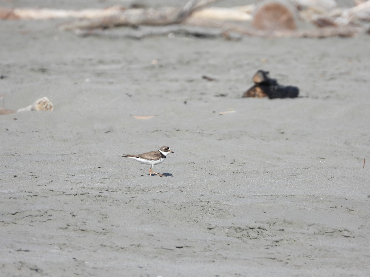 ミズカキチドリ - ML647031972