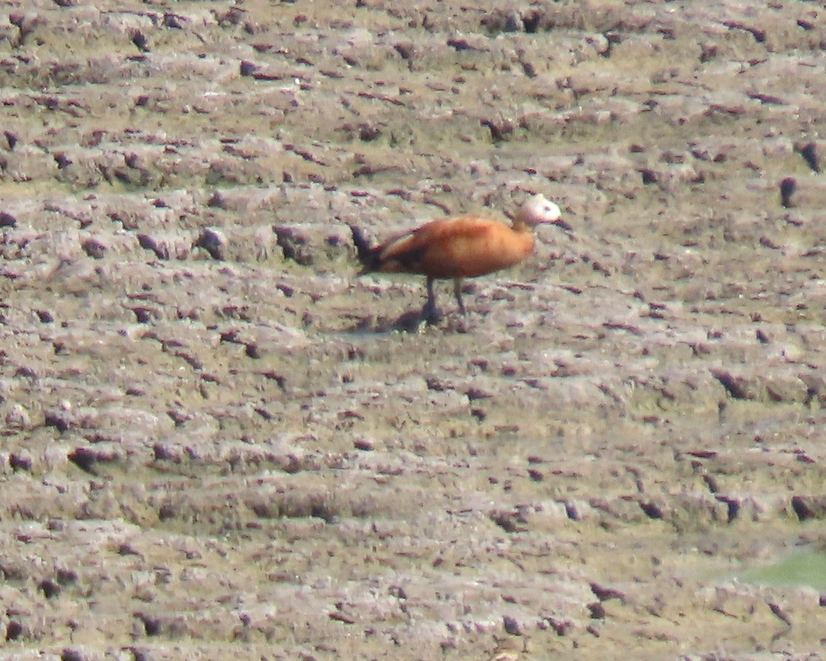 Хондон ангир - ML647031973