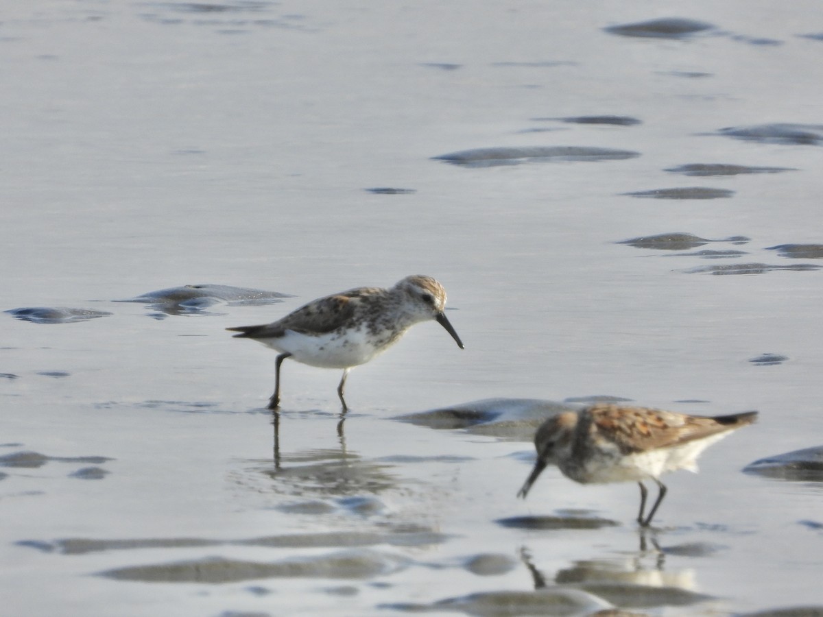 Побережник аляскинський - ML647031978