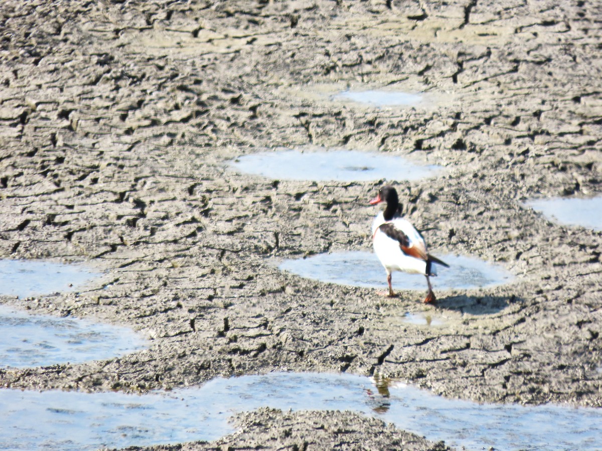 Common Shelduck - ML647031979