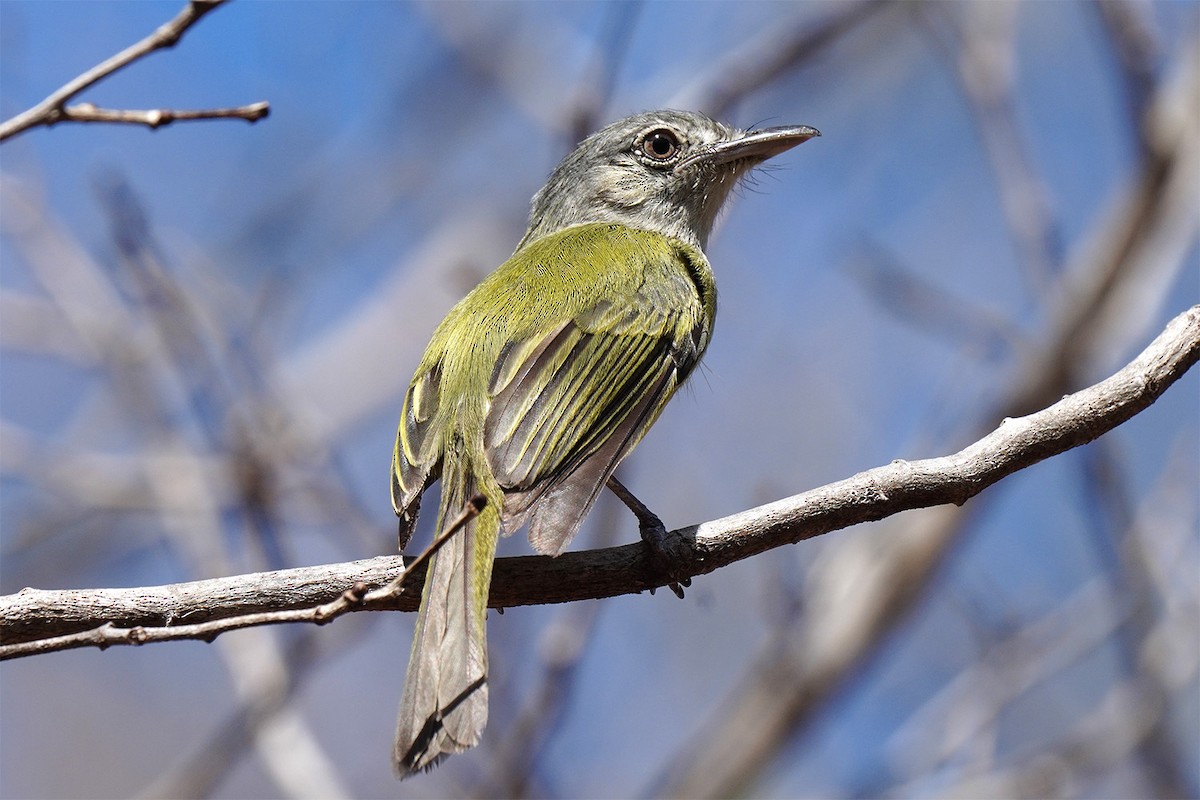 Yellow-olive Flatbill - ML647031991
