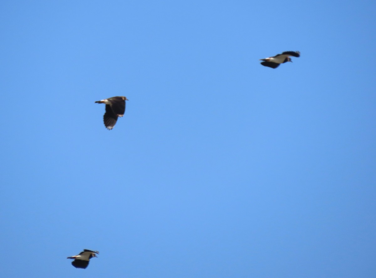 Northern Lapwing - ML647031992