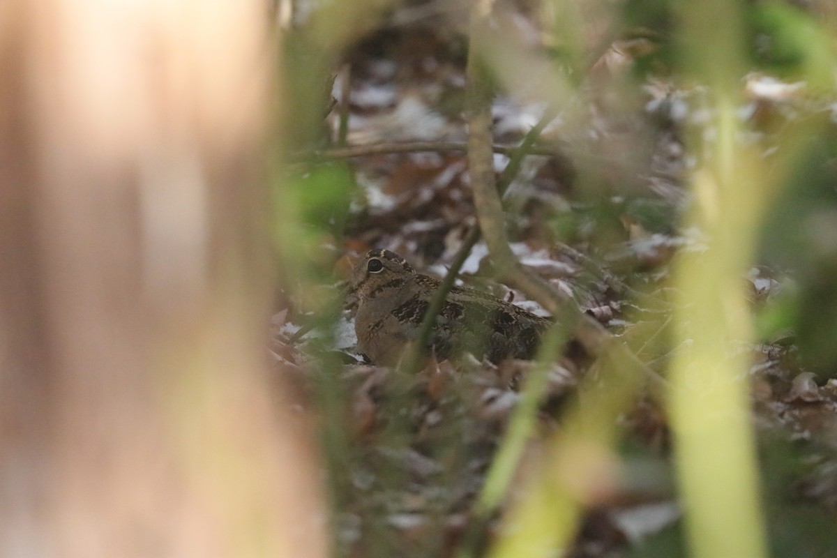 American Woodcock - Joshua Gant