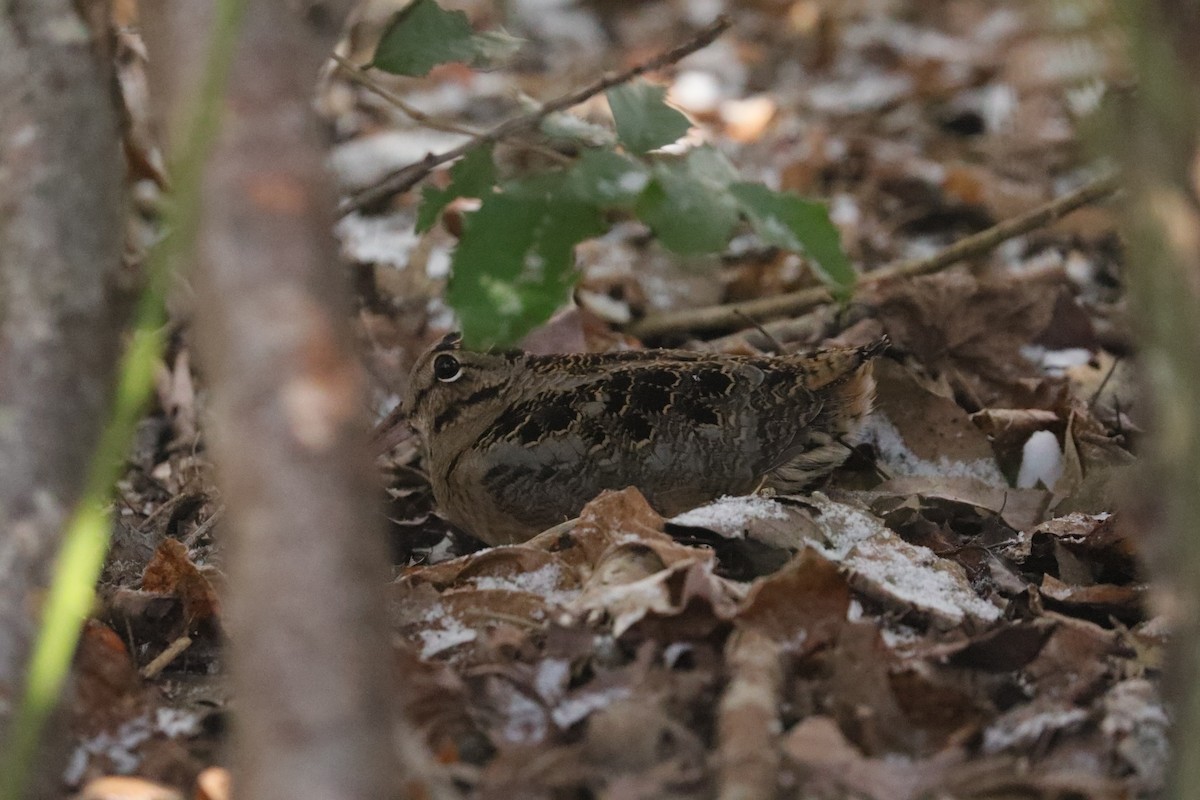 American Woodcock - ML647032001
